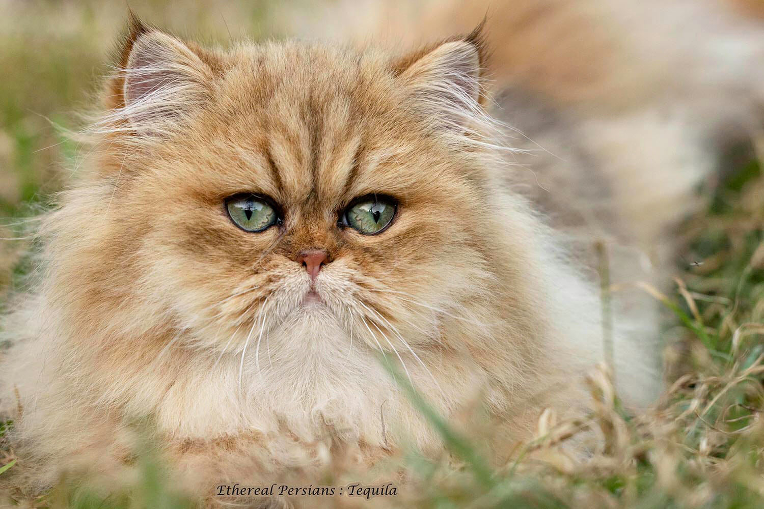 Persian Cats and Kittens