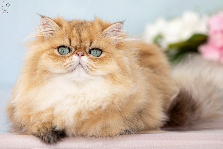 Tesla, a chinchilla golden persian with an extreme face and turquoise eye color.