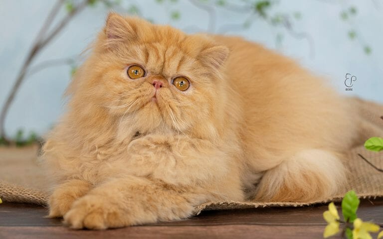 Rosi, a red persian cat with blood orange eyes and an extreme face.