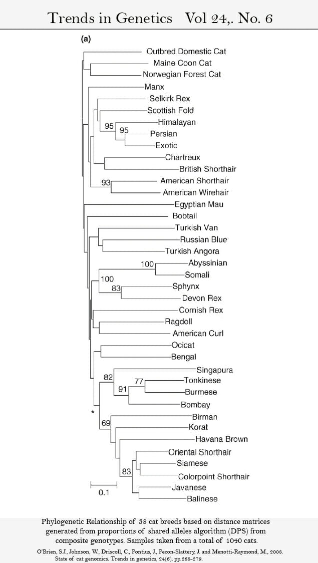 Domestic cat phylogeny showing persian ancestry in relation to other breeds.