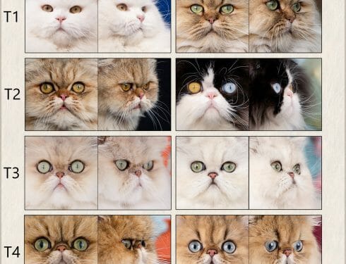 Four face types of different persian cats: traditional, doll, flat and extreme.