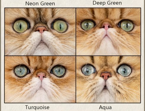 Eye colors of golden persians. Neon green, deep green, turquoise and aqua eyes.