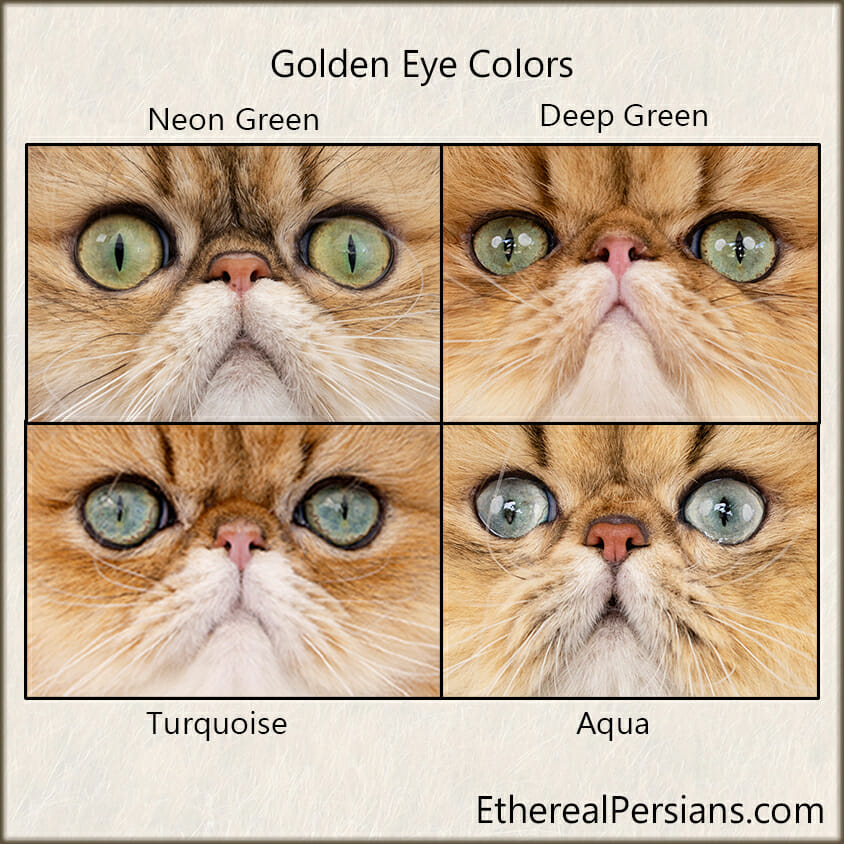Comparison of golden persian cat eye colors: neon green, deep green, turquoise and aqua.