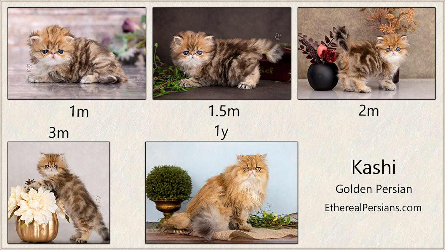 Transformation of shaded golden persian cat with classical markings from kitten to adult, from 1 month to 1 year.