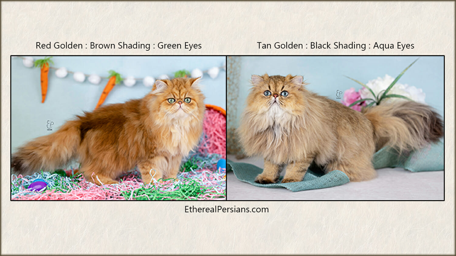 Red golden with brown shading and green eyes compared to a tan golden with black shading and aqua eyes