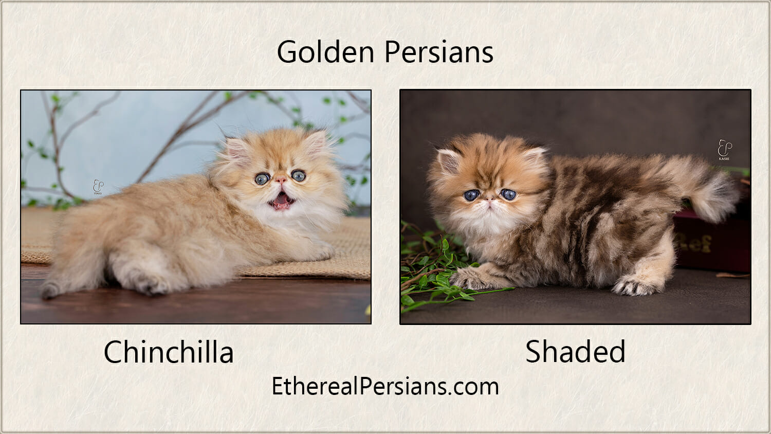 comparison of shaded classical and chinchilla mackerel golden persian cat