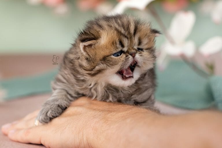 Month old tabby persian kitten meowing.