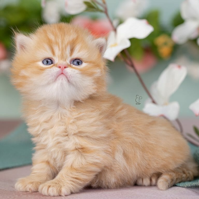 Rump, a red or orange persian kitten for sale.