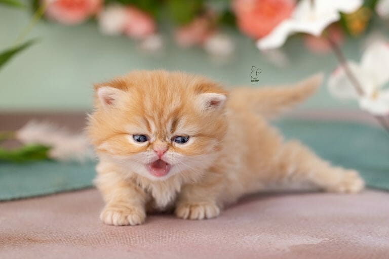Rump, a red or orange persian kitten for sale.