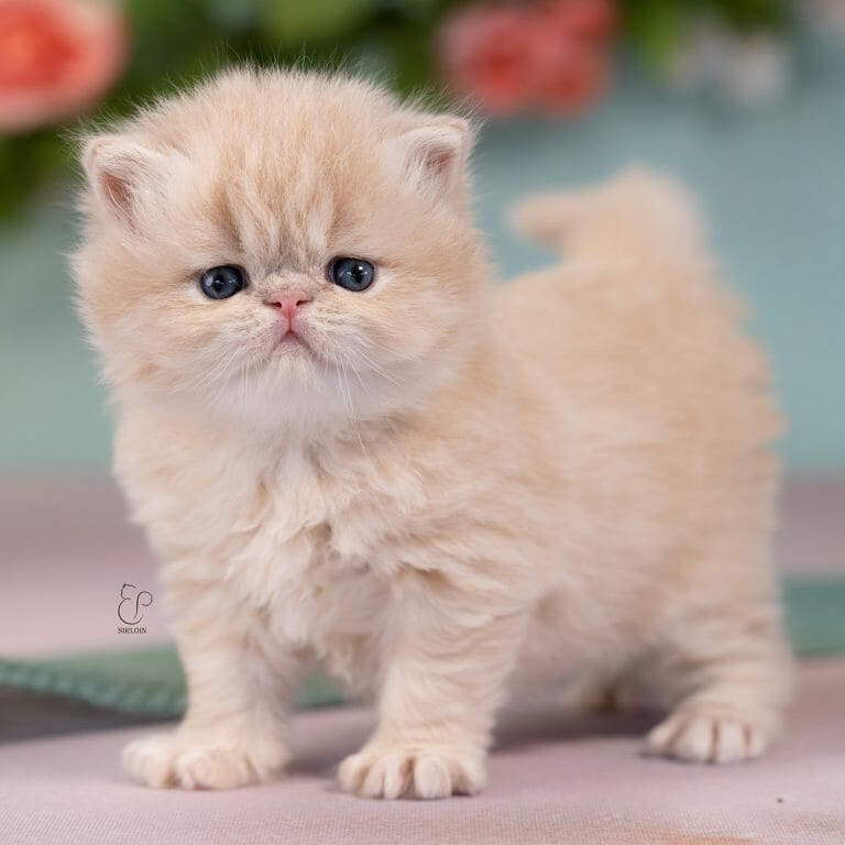 A month old cream persian kitten with an extreme face.