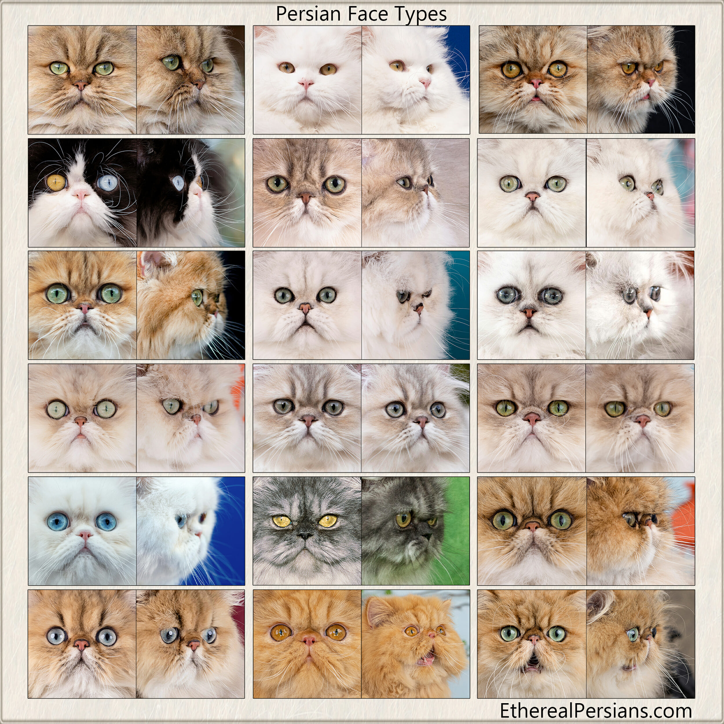 Different brachycephalic face types of 18 persians. Front and side views.
