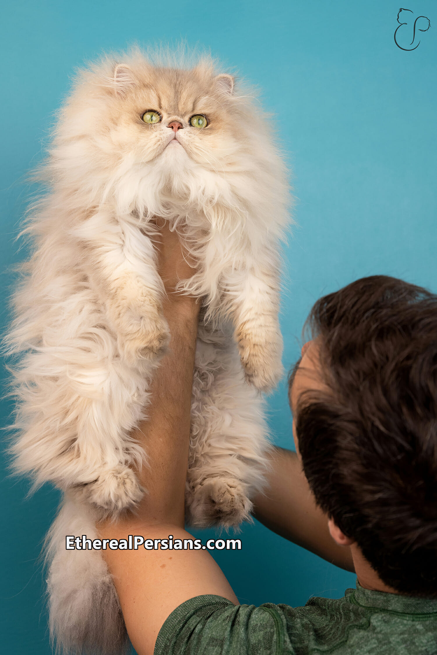 Breeder Holding Up Blue Golden Persian Cat on Blue Background.