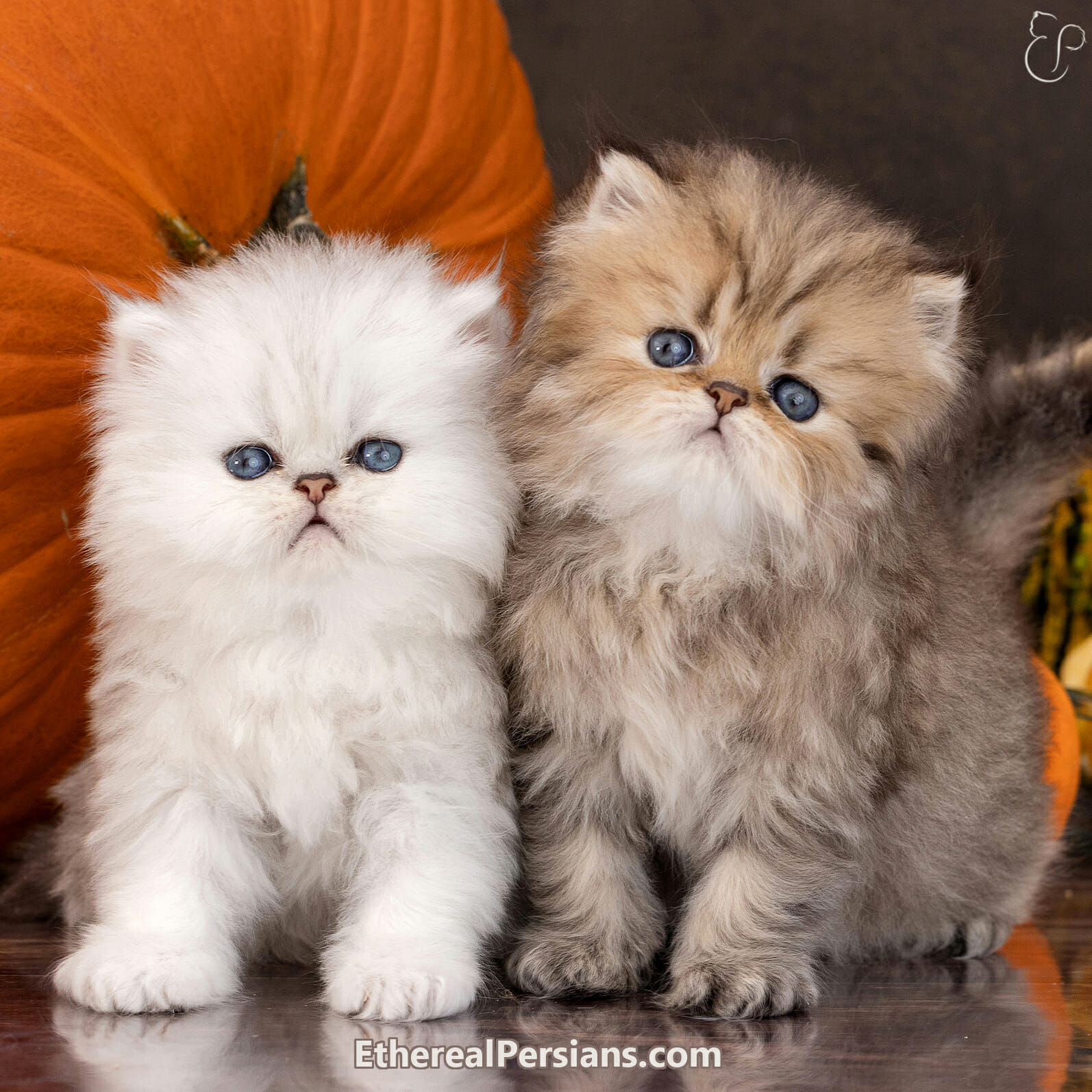 A silver and golden doll face persian kitten in front of orange and brown background.