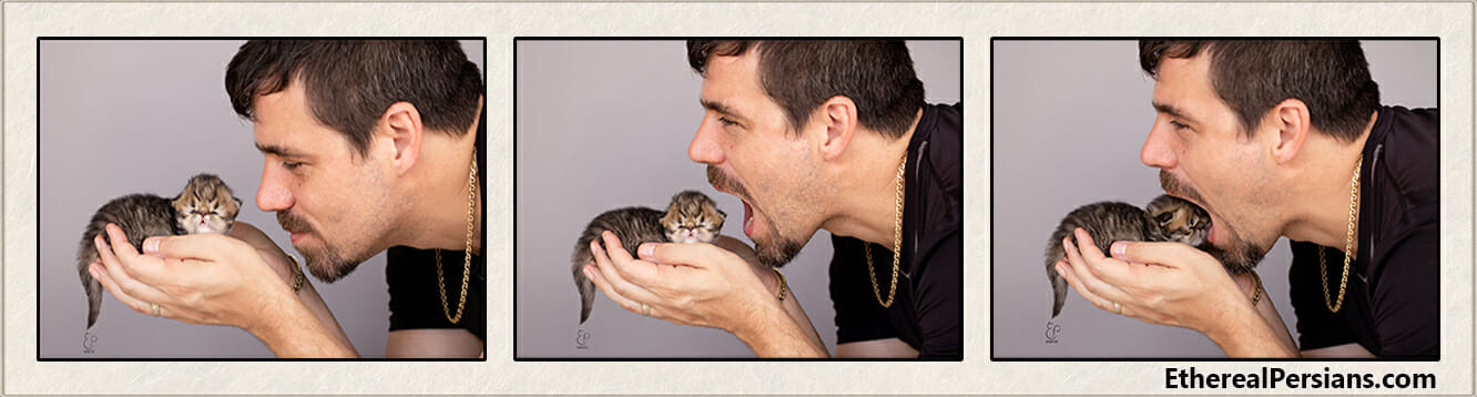 3 Funny and cute sequential photos of Jason munching on 2 weeks old persian kitten.