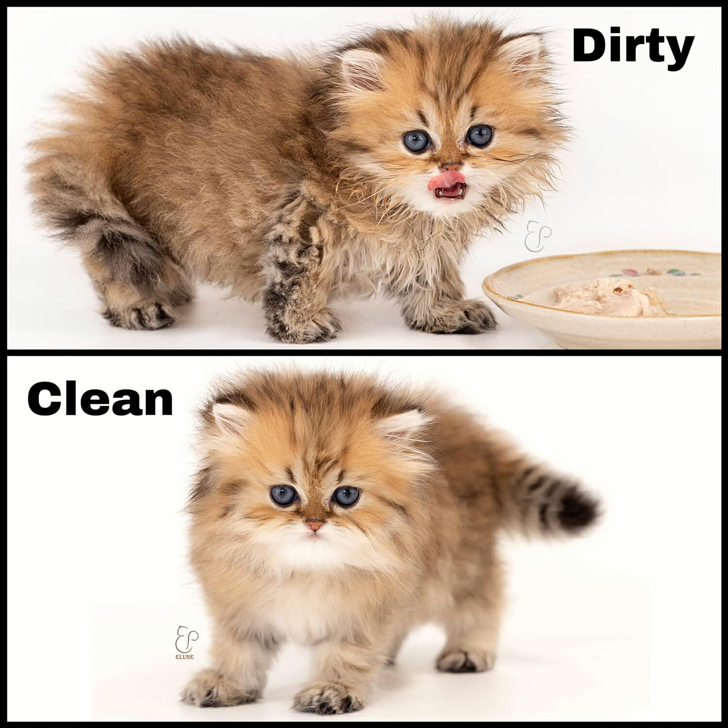 Dirty golden persian kitten with oils in coat compared to clean persian kitten after bath.