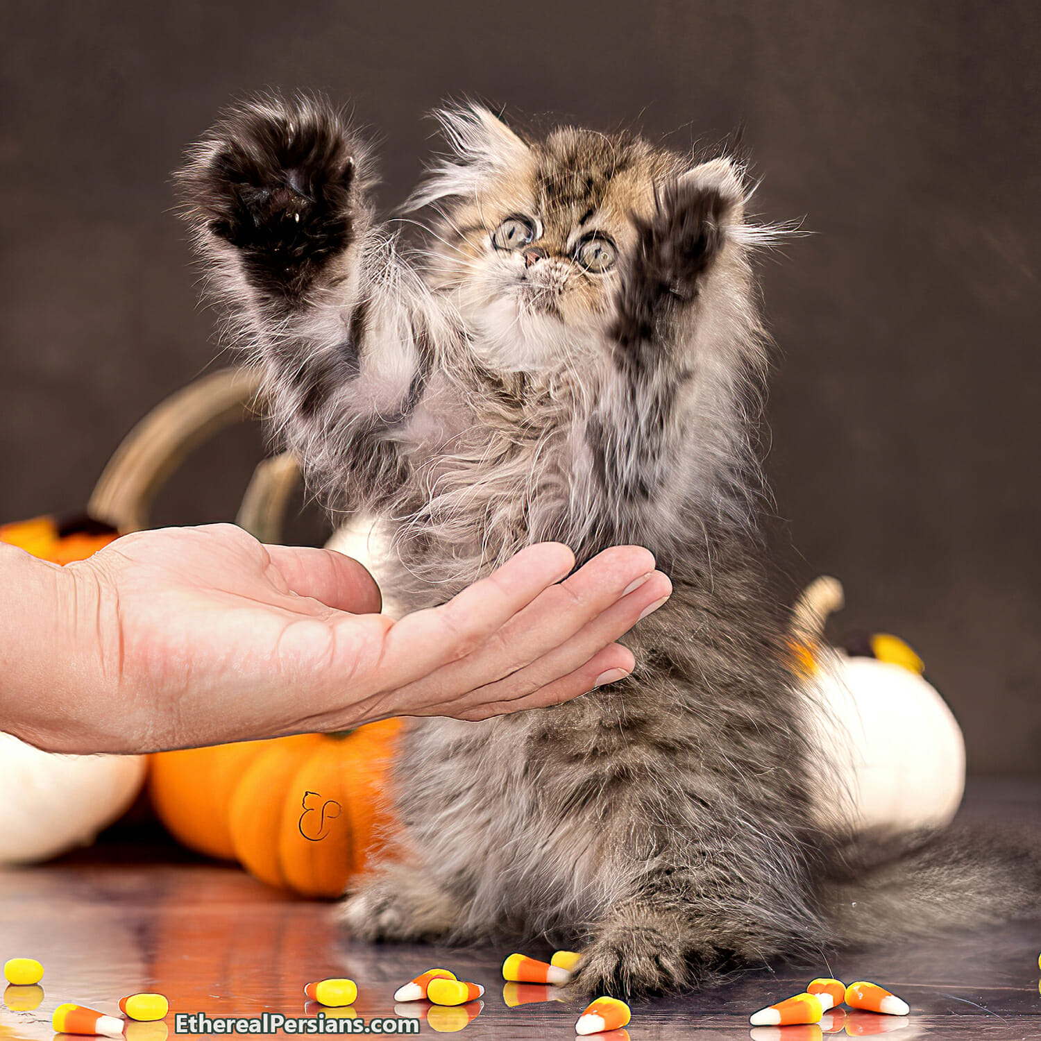 Persian Kitten in front of Halloween Pumpkins and Candy corns has paws in the air asking to be picked up.