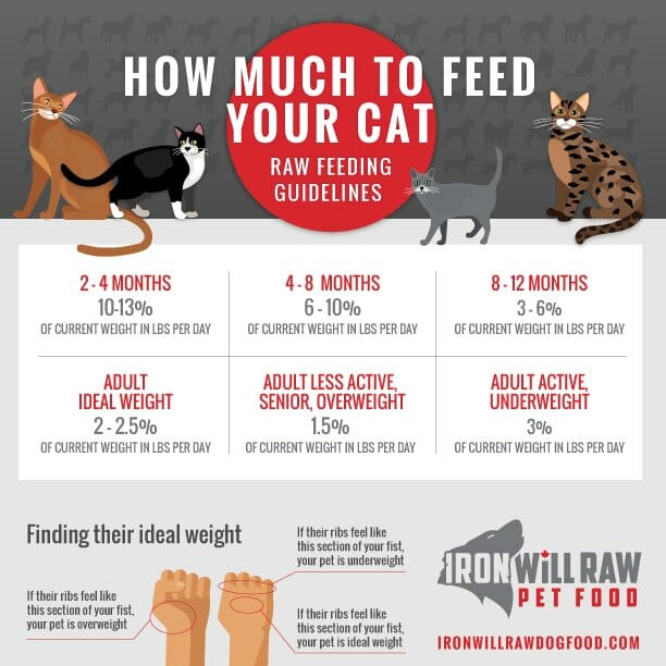 A chart describing how much raw food to feed your cat based on age and weight. 