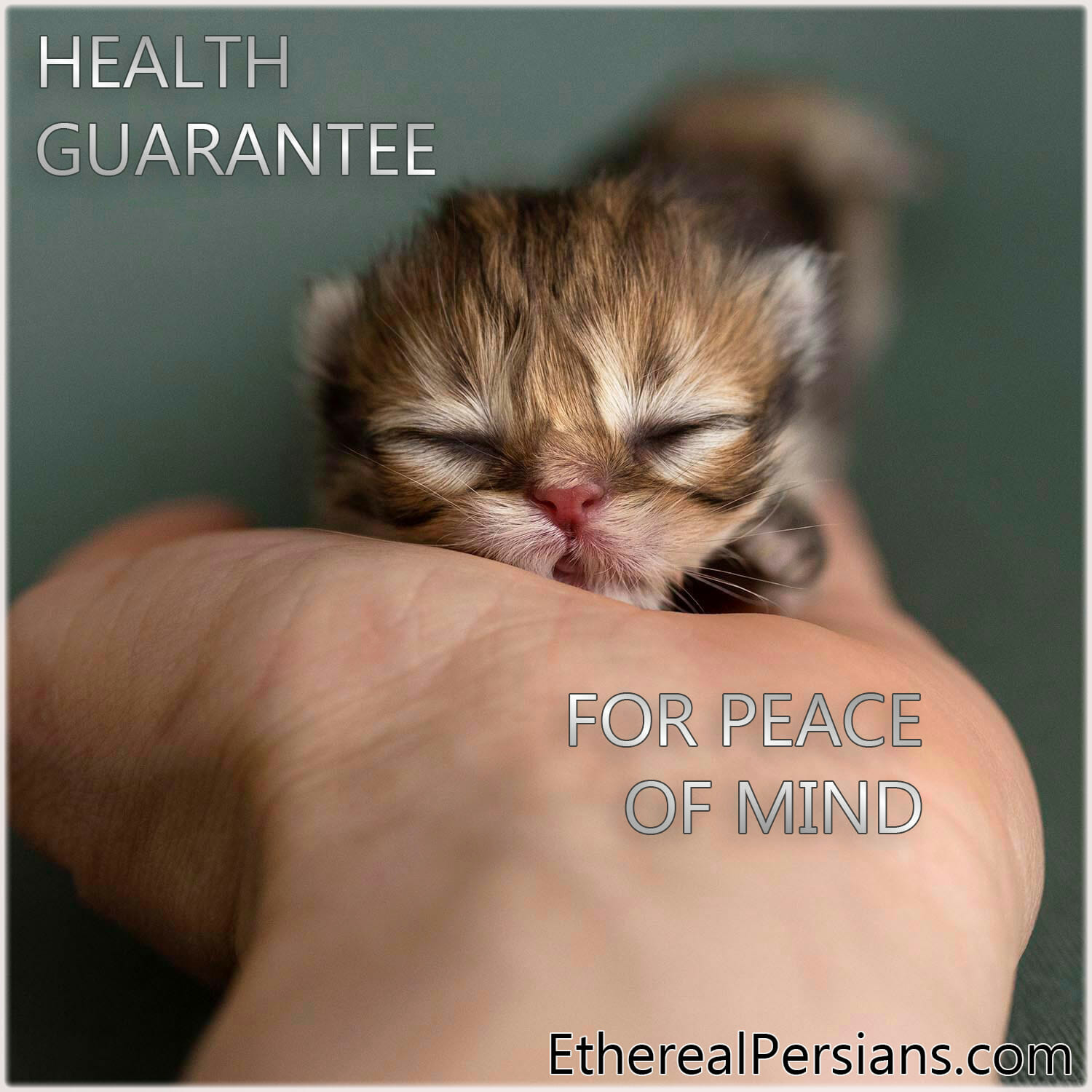 Arm reaching and holding golden persian kitten in palm.