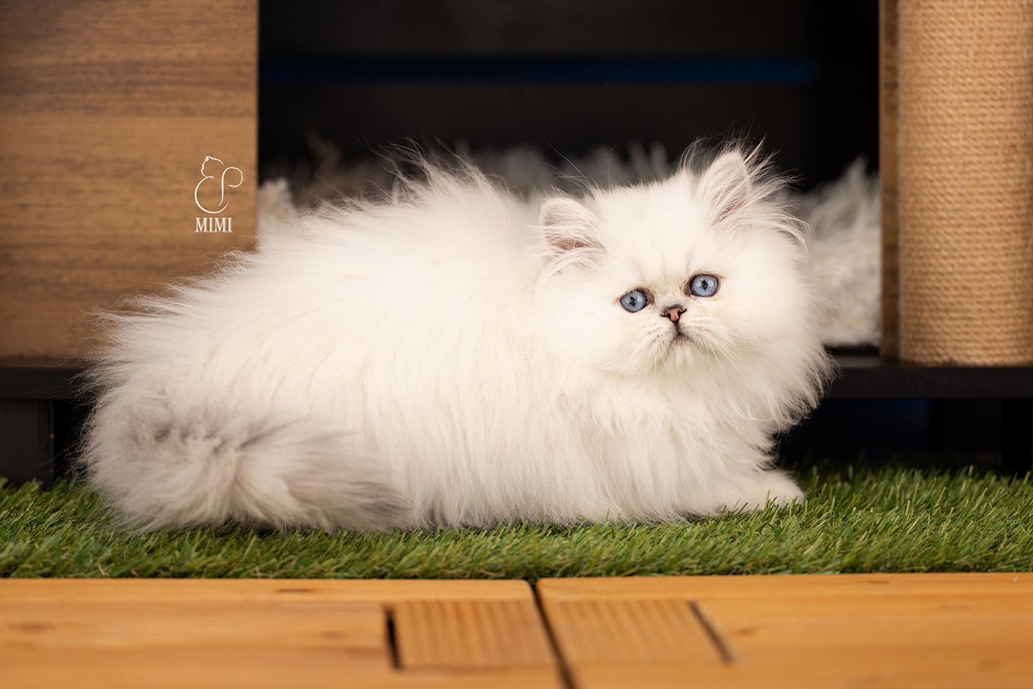 Persian Cats and Kittens